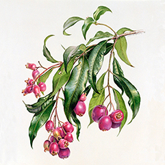 berries4
