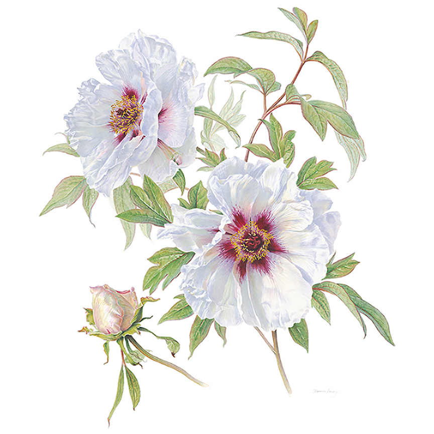 peony